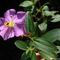 Osbeckia aspera Blume
